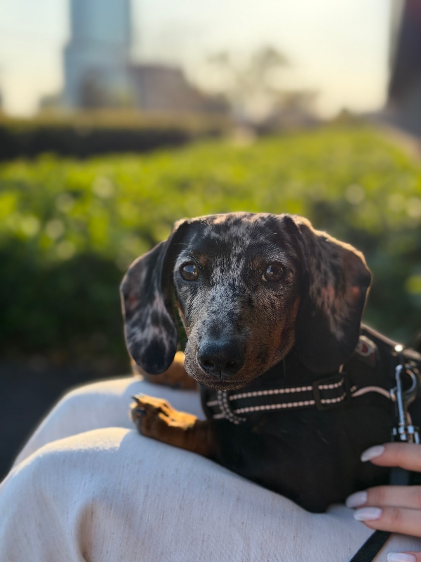 Enzo